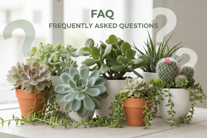Q5：收到植物如果枯萎或是葉子掉落怎麼辦？ 拼肉肉 Puzzle Of Succulent