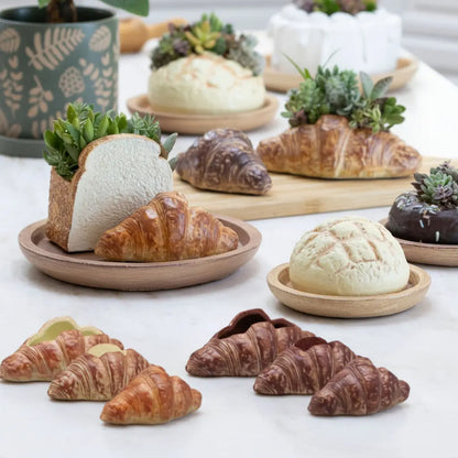 🥐 【拼肉肉】肉肉甜點店｜法式金黃可頌 Ｘ 真實多肉盲盒 (S/M尺寸任選｜零熱量的法式浪漫｜含盆土專業組裝) 拼肉肉 Puzzle Of Succulent