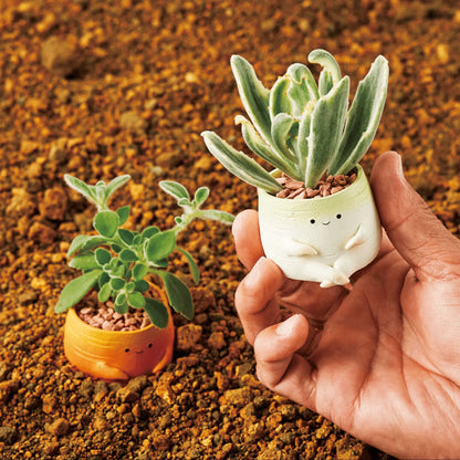 【肉肉植物園】紅白蘿蔔 多肉植物套組（總件數2) - 拼肉肉 Puzzle Of Succulent