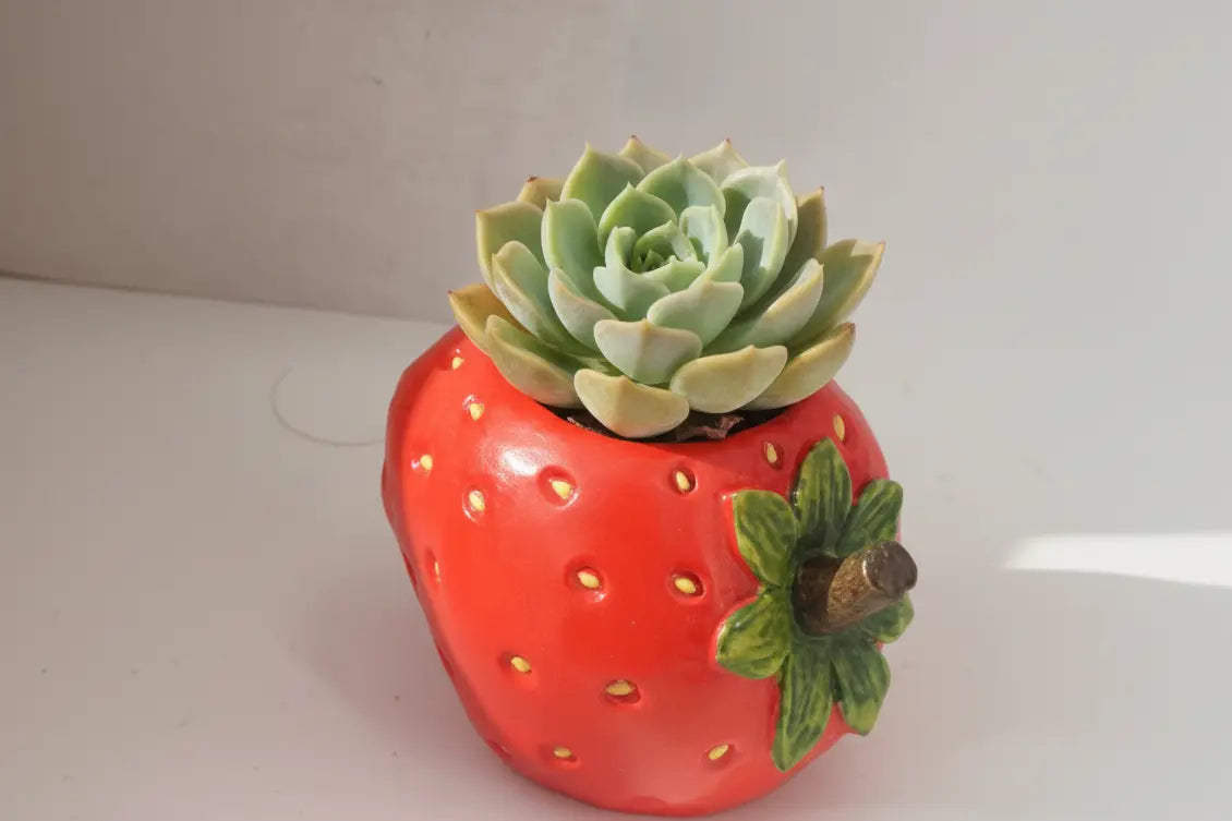 🍓 【肉肉植物園】甜莓花園！立體草莓造型 Ｘ 夢幻 3 寸多肉 (開箱即擺｜視覺系甜點植栽｜含專業介質種植到好) 拼肉肉 Puzzle Of Succulent