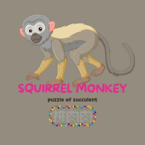 【亞馬遜叢林組合】把熱帶雨林搬到你的辦公桌！(4入組) 眼鏡猴可愛插圖