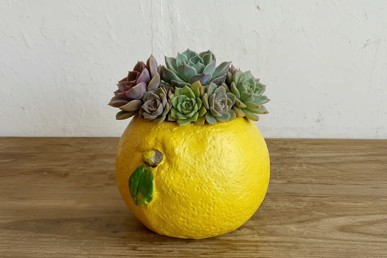 🍋 【肉肉植物園】仲夏樂園！鮮黃巨萌檸檬 Ｘ 夢幻多肉多重奏 (少數大盆限量版｜開箱即擺｜專業多肉拼盤種植到好) 拼肉肉 Puzzle Of Succulent