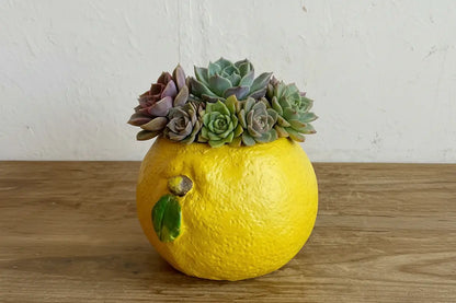 🍋 【肉肉植物園】仲夏樂園！鮮黃巨萌檸檬 Ｘ 夢幻多肉多重奏 (少數大盆限量版｜開箱即擺｜專業多肉拼盤種植到好) 拼肉肉 Puzzle Of Succulent