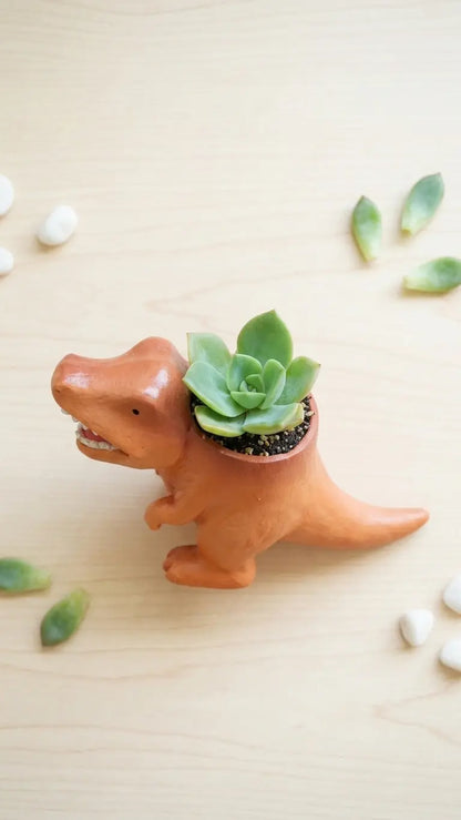 🦖 【拼肉肉】肉肉玩具箱｜彩色肉肉暴龍 Ｘ 真實一吋多肉盲盒 (單入款｜辦公桌的視覺系霸主｜含盆土專業組裝) 拼肉肉 Puzzle Of Succulent