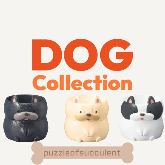 【肉肉動物園】法國鬥牛犬三色多肉植物盲盒 - 拼肉肉 Puzzle Of Succulent