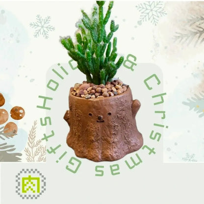 【拼肉肉聖誕限定】多肉植物樹樁盲盒組合 (聖誕小物圍巾版) - 拼肉肉 Puzzle Of Succulent
