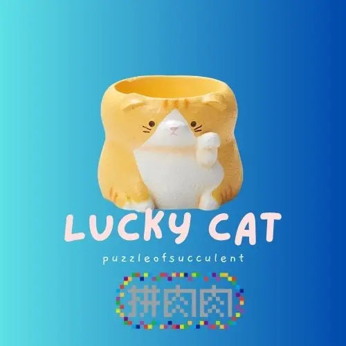 【肉肉動物園】招財貓咪多肉盲盒 - 拼肉肉 Puzzle Of Succulent