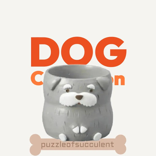 【肉肉動物園】老夫子雪納瑞雙色多肉植物盲盒 - 拼肉肉 Puzzle Of Succulent