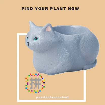 【肉肉大動物園】貓咪創意粉紅肉掌多肉花器，植物盲盒X2 - 拼肉肉 Puzzle Of Succulent