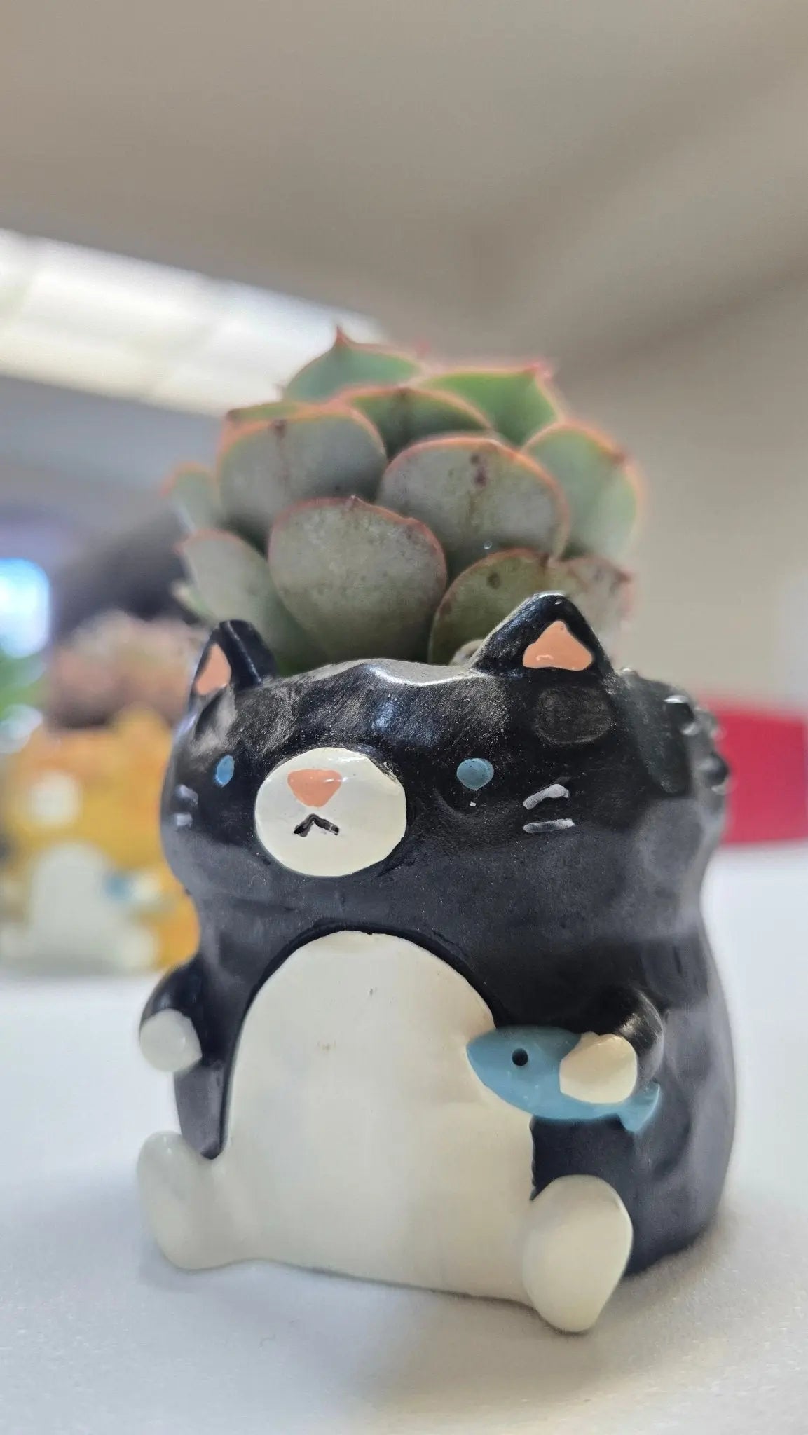 【肉肉動物園】魚你同行貓咪多肉花盆組合X3 - 拼肉肉 Puzzle Of Succulent