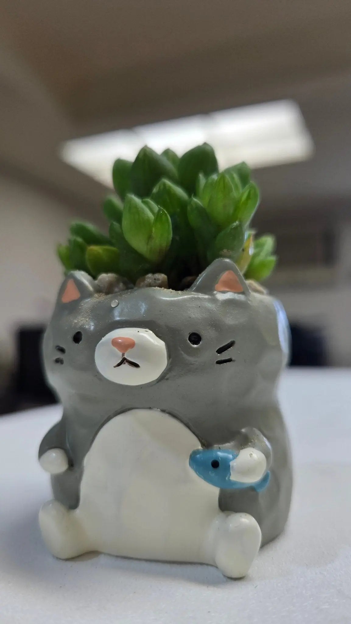 【肉肉動物園】魚你同行貓咪多肉花盆組合X3 - 拼肉肉 Puzzle Of Succulent